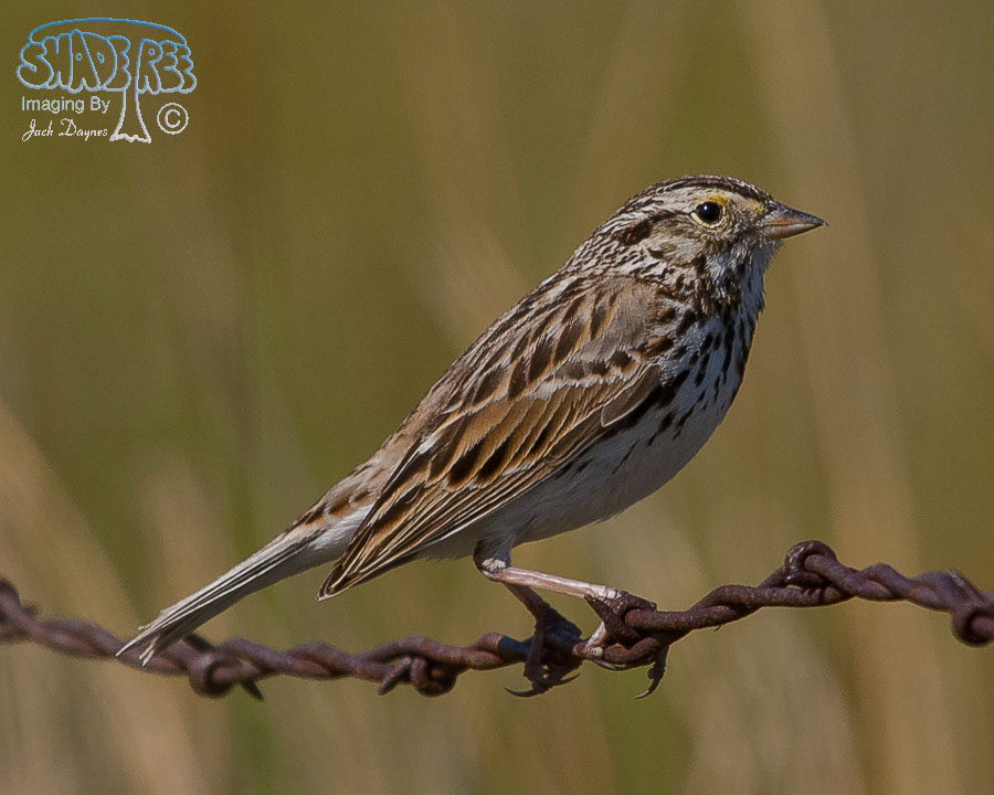 Savannah Sparrow - Passerculus sandwichensis