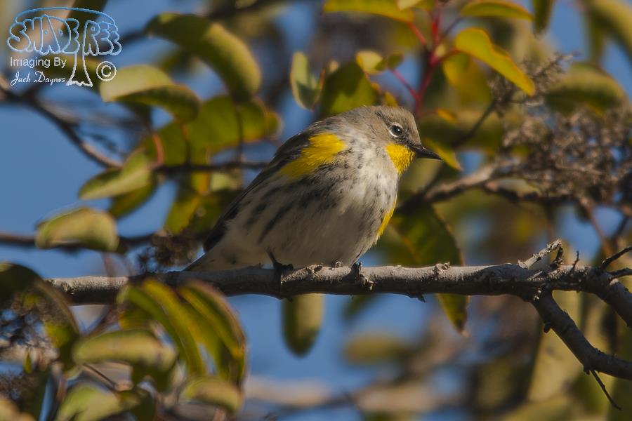Yellow-Rumped Warbler - Setophaga coronata auduboni