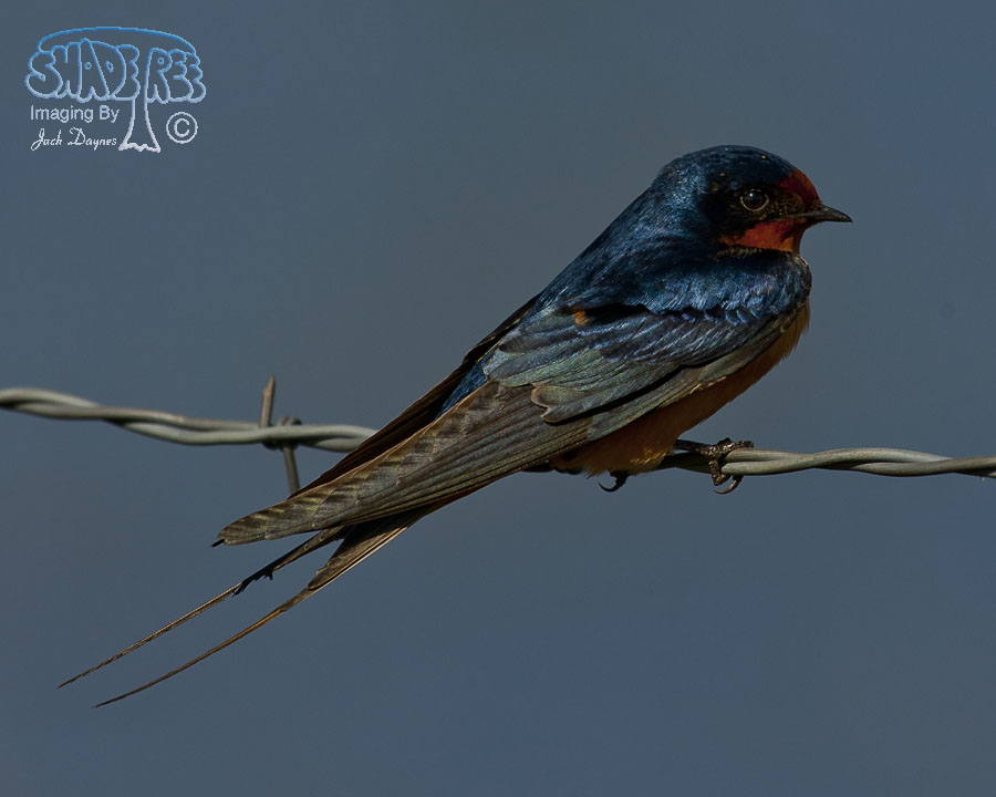 Barn Swallow - Hirundo rustica