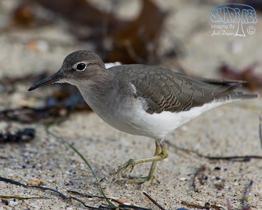 Spotted Sandpiper - Tringa macularia