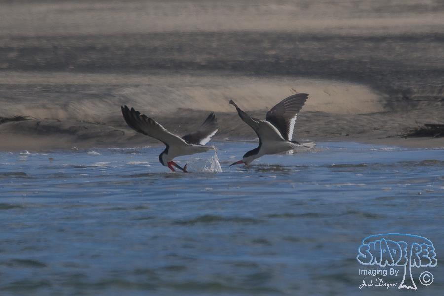 Black Skimmer - Rynchops niger