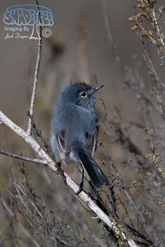 California Gnatcatcher - Polioptila californica
