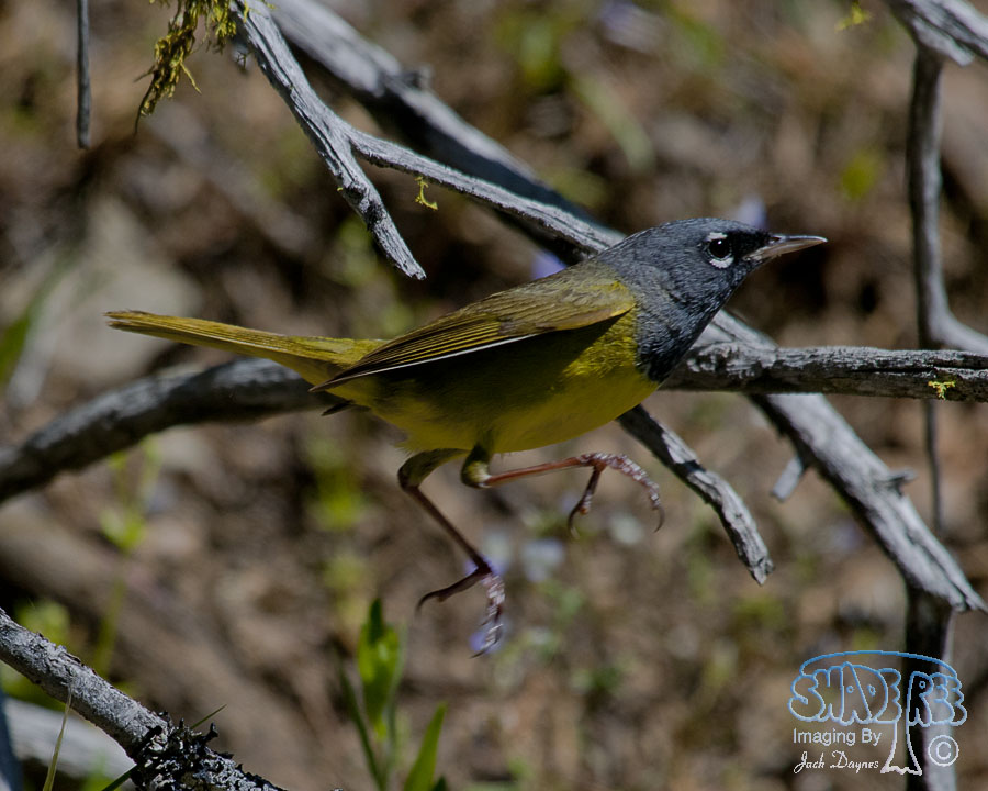MacGillivray's Warbler - Geothlypis tolmiei