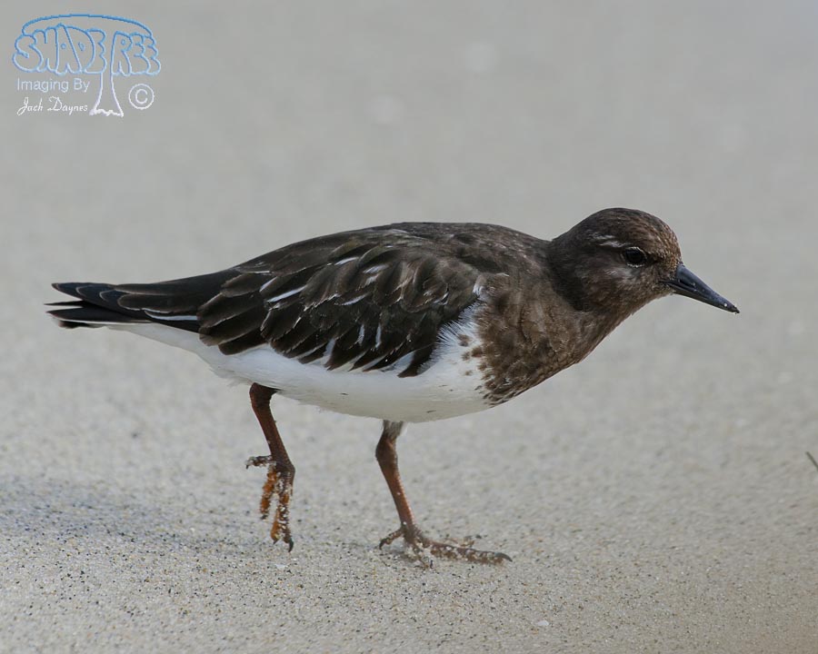 Black Turnstone - Arenaria melanocephala