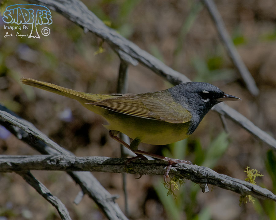 MacGillivray's Warbler - Oporornis tolmiei