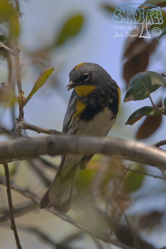 Yellow-Rumped Warbler - Setophaga coronata auduboni