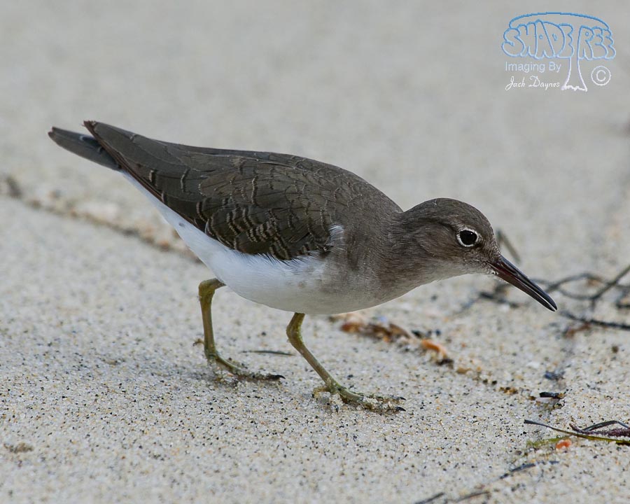 Spotted Sandpiper - Tringa macularia