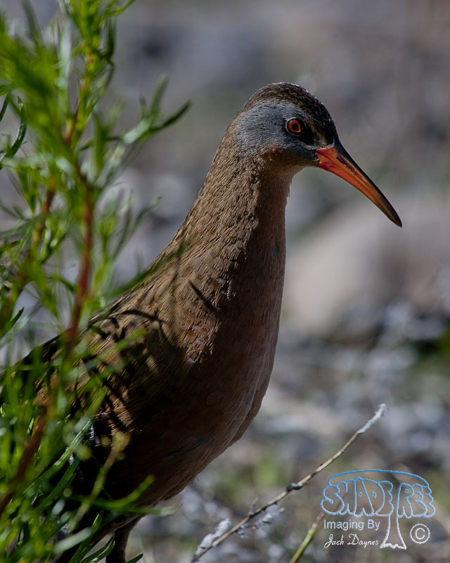 Virginia Rail - Rallus limicola