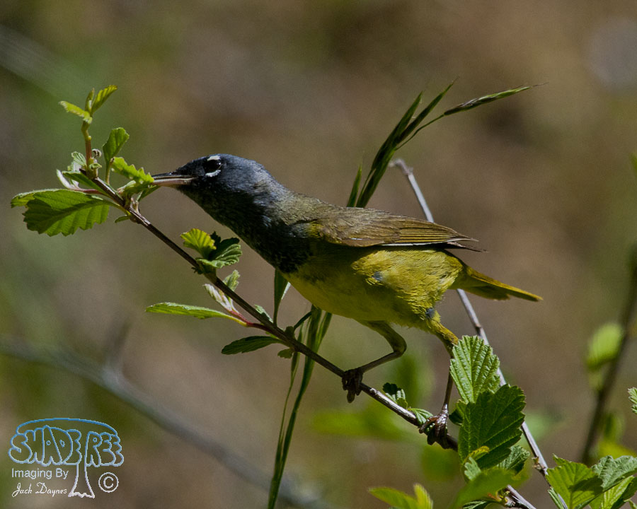 MacGillivray's Warbler - Geothlypis tolmiei