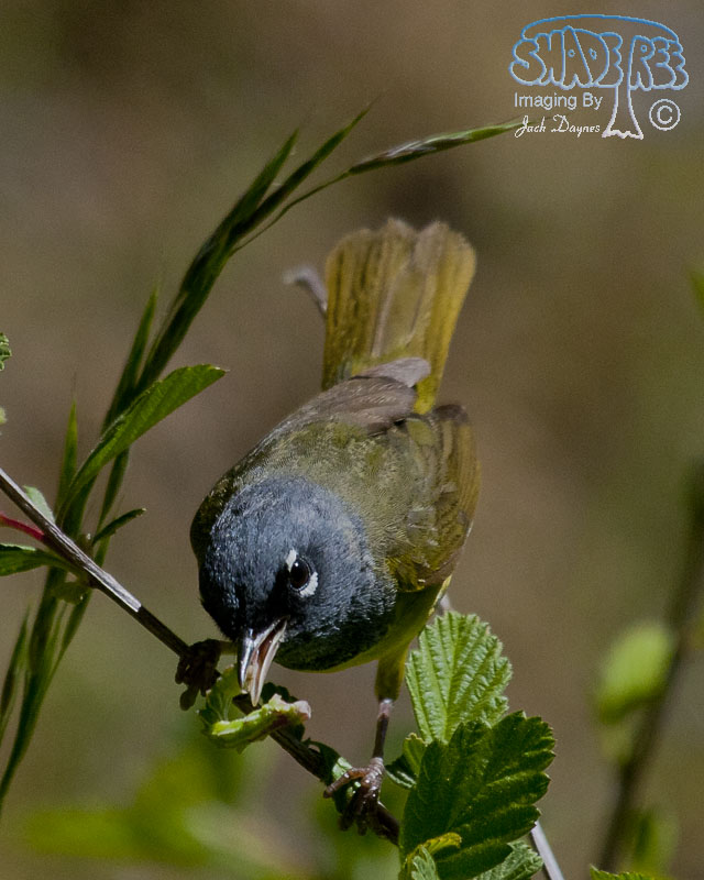 MacGillivray's Warbler - Geothlypis tolmiei
