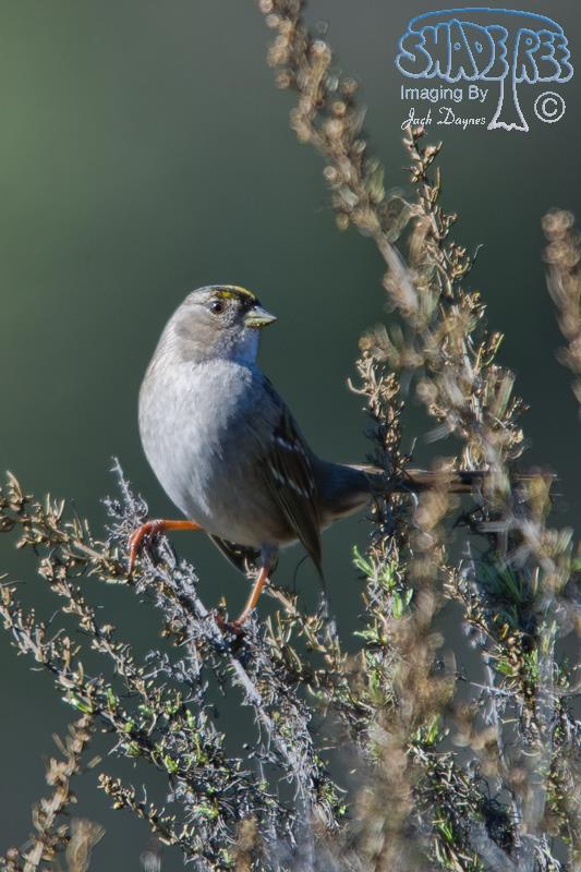 Golden-Crowned Sparrow - Zonotrichia atricapilla