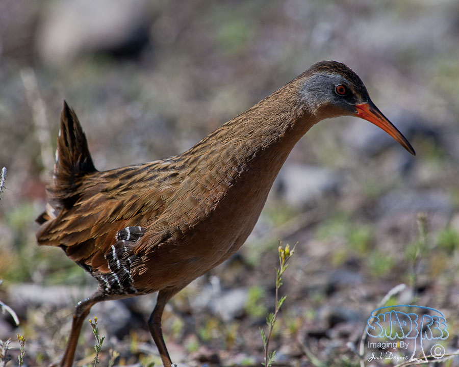Virginia Rail - Rallus limicola