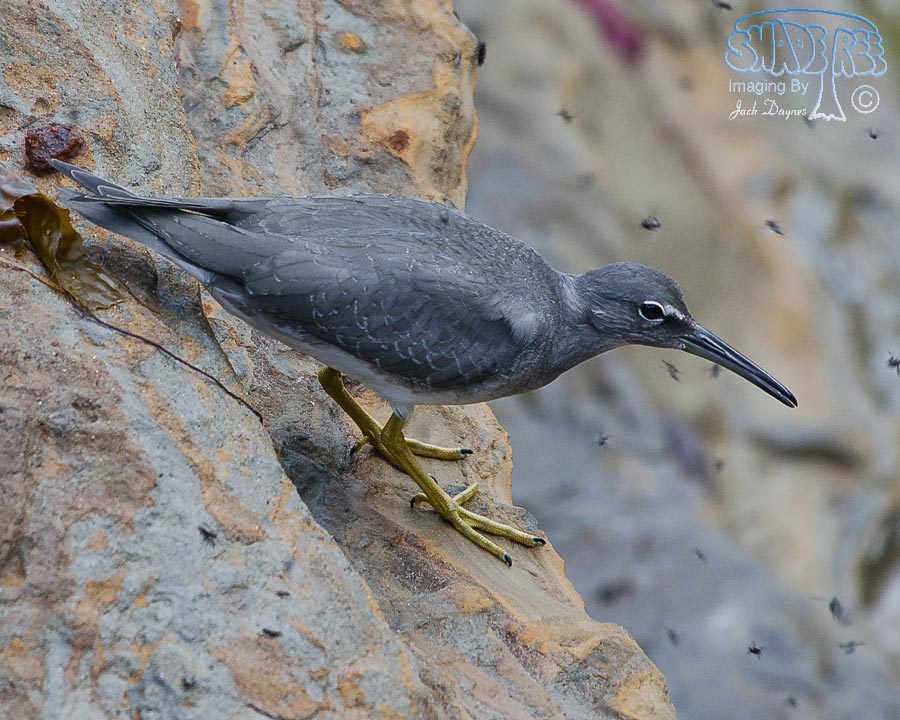 Wandering Tattler - Tringa incana