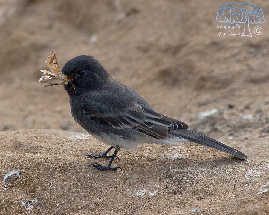 Black Phoebe - Sayornis nigricans