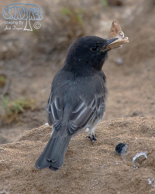 Black Phoebe - Sayornis nigricans