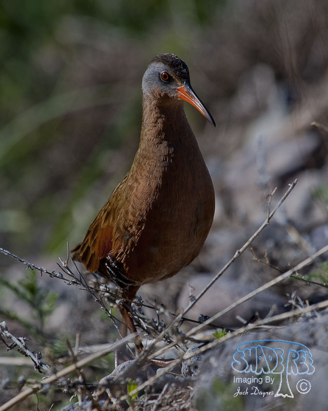 Virginia Rail - Rallus limicola