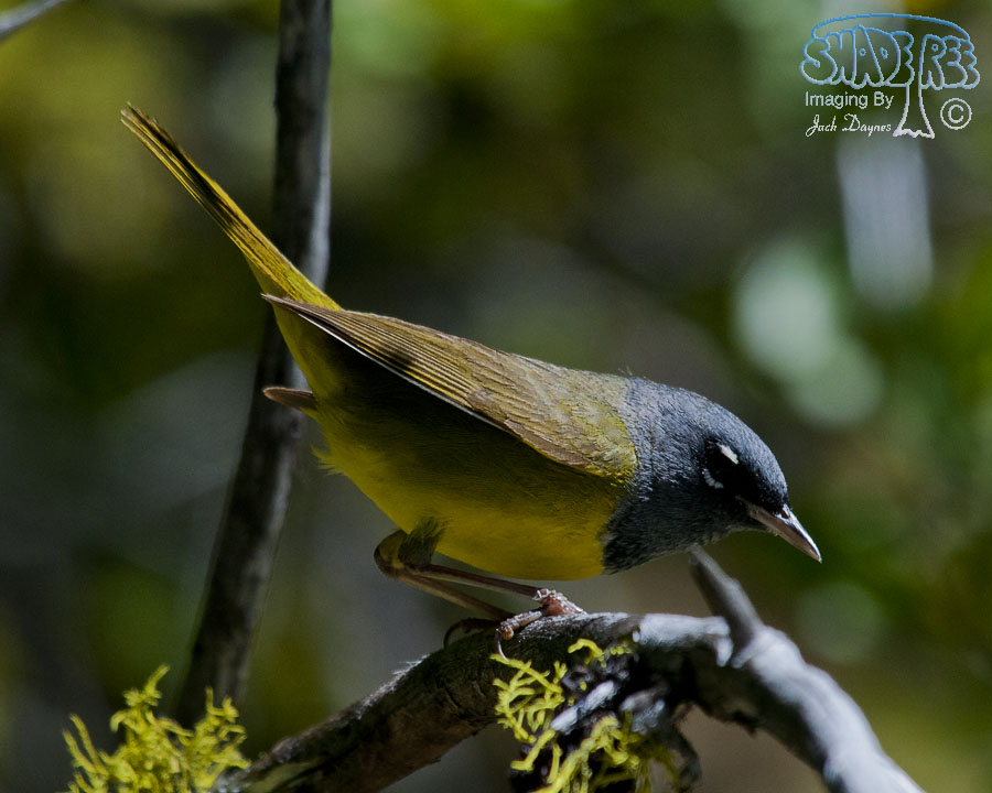 MacGillivray's Warbler - Geothlypis tolmiei