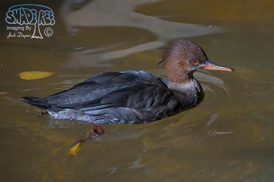 Red-Breasted Merganser - Mergus serrator