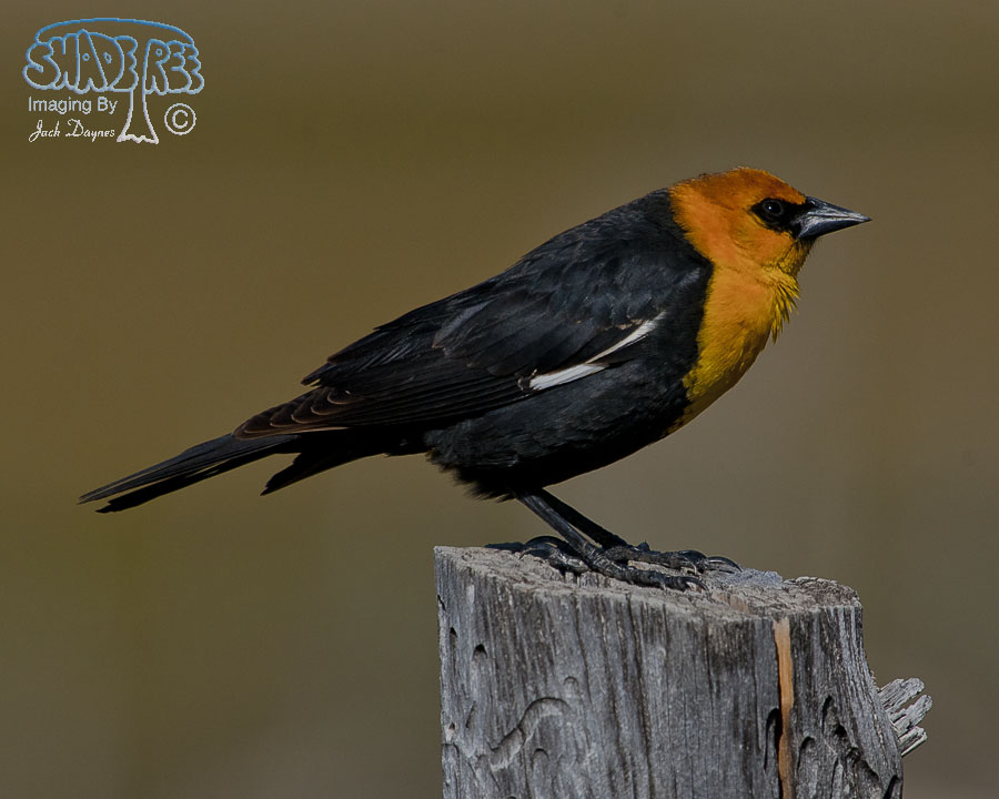 Yellow-Headed Blackbird - Xanthocephalus xanthocephalus