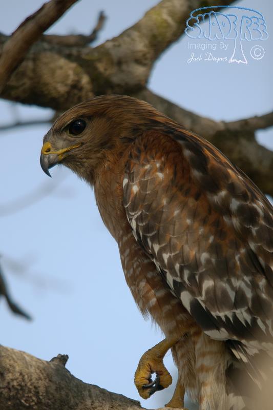Red-Shouldered Hawk - Buteo lineatus