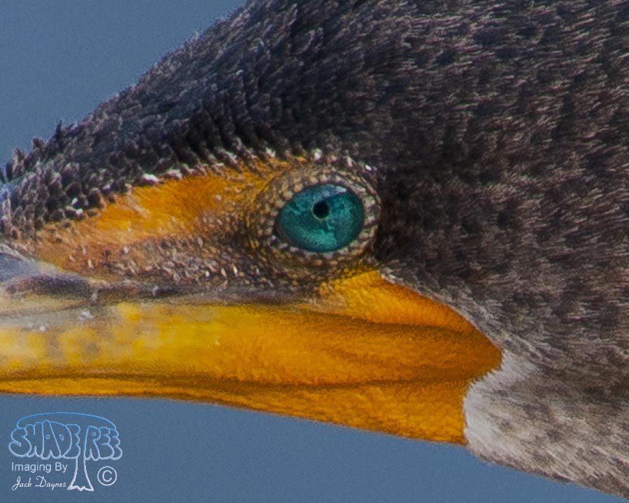Double-Crested Cormorant - Phalacrocorax auritus