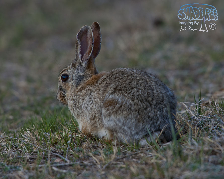 Mountain Cottontail - Sylvilagus nuttallii