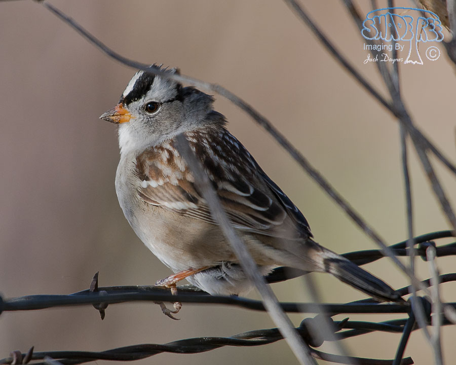 White-Crowned Sparrow - Zonotrichia leucophrys