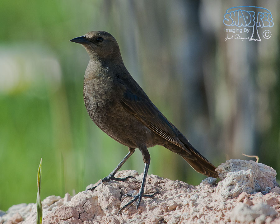 Brewer's Blackbird - Euphagus cyanocephalus