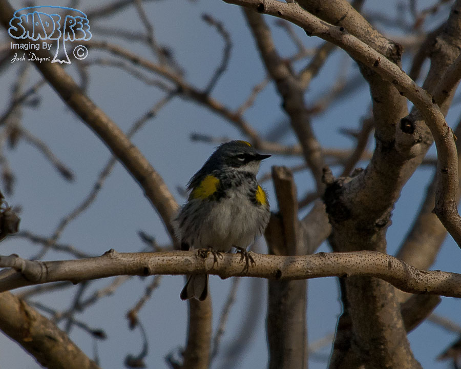 Yellow-Rumped Warbler - Setophaga coronata auduboni