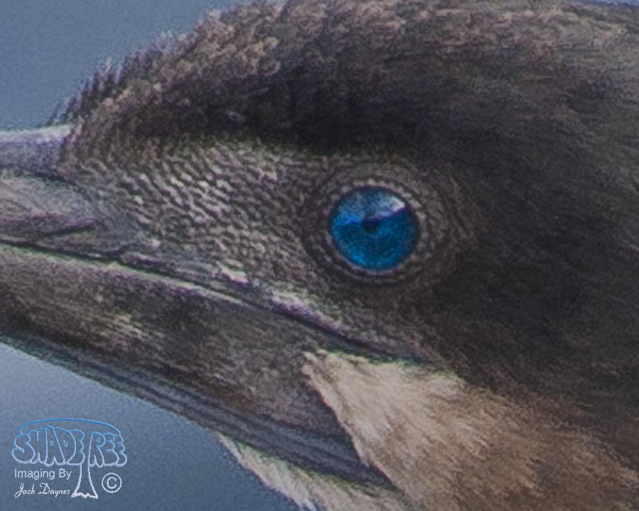 Brandt's Cormorant - Urile penicillatus