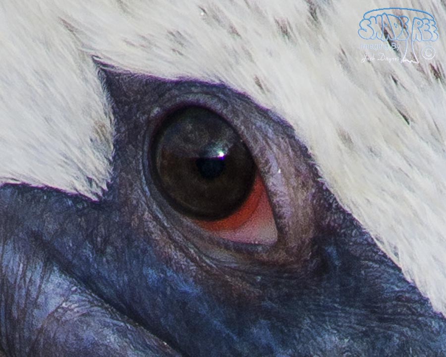 Brown Pelican - Pelecanus occidentalis