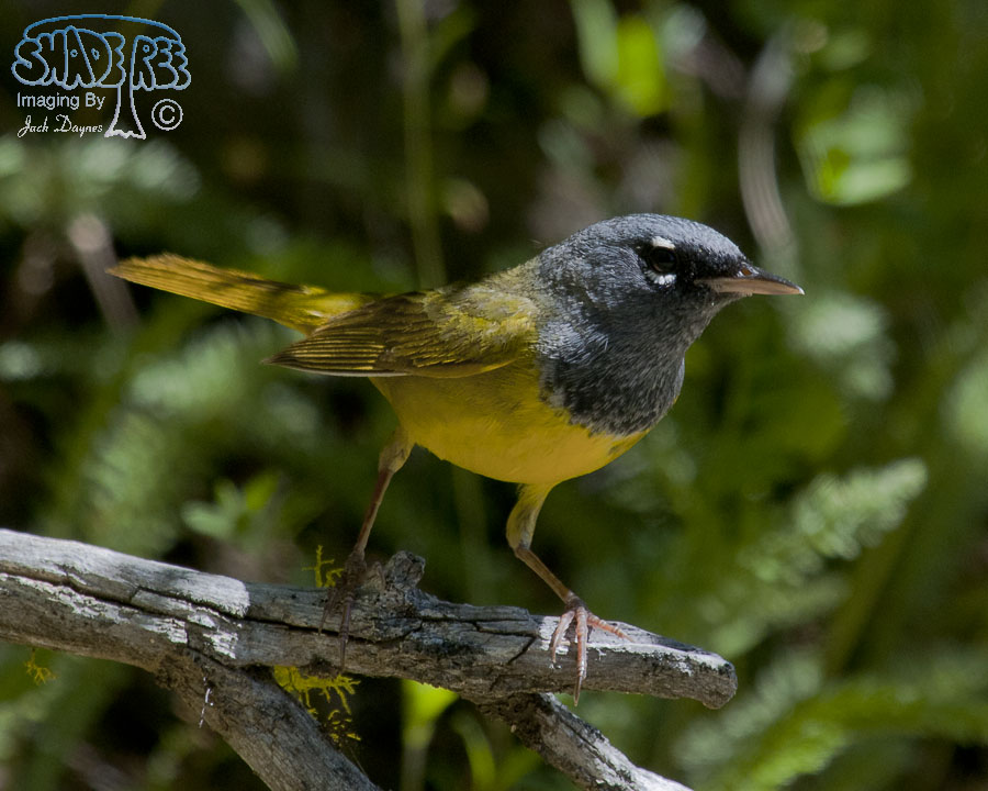 MacGillivray's Warbler - Geothlypis tolmiei