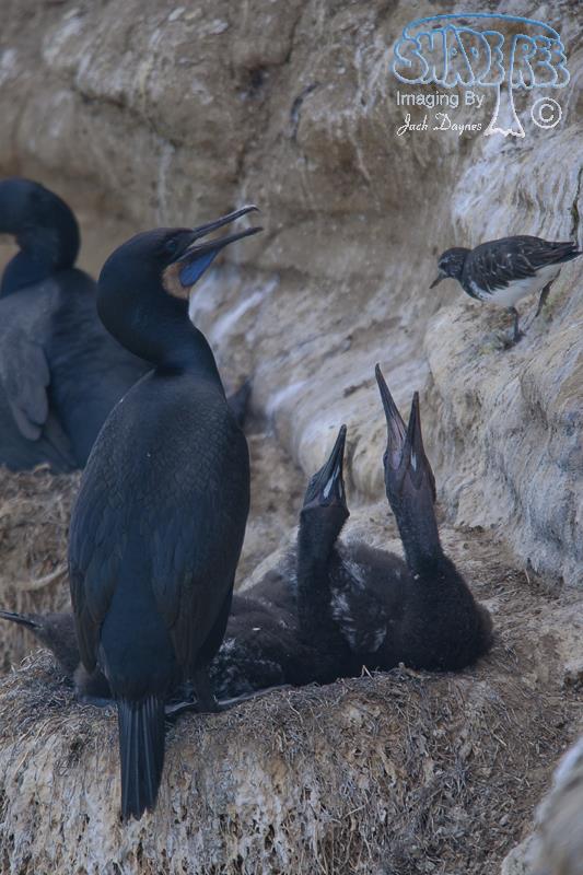 Brandt's Cormorant - Urile penicillatus