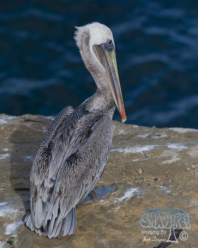 Brown Pelican - Pelecanus occidentalis