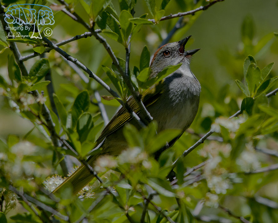 Green-Tailed Towhee - Pipilo chlorurus