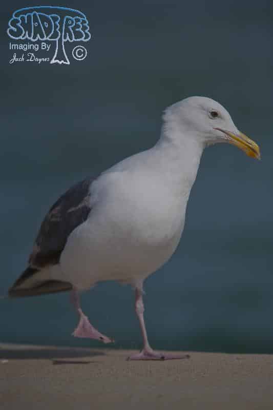 Western Gull - Larus occidentalis