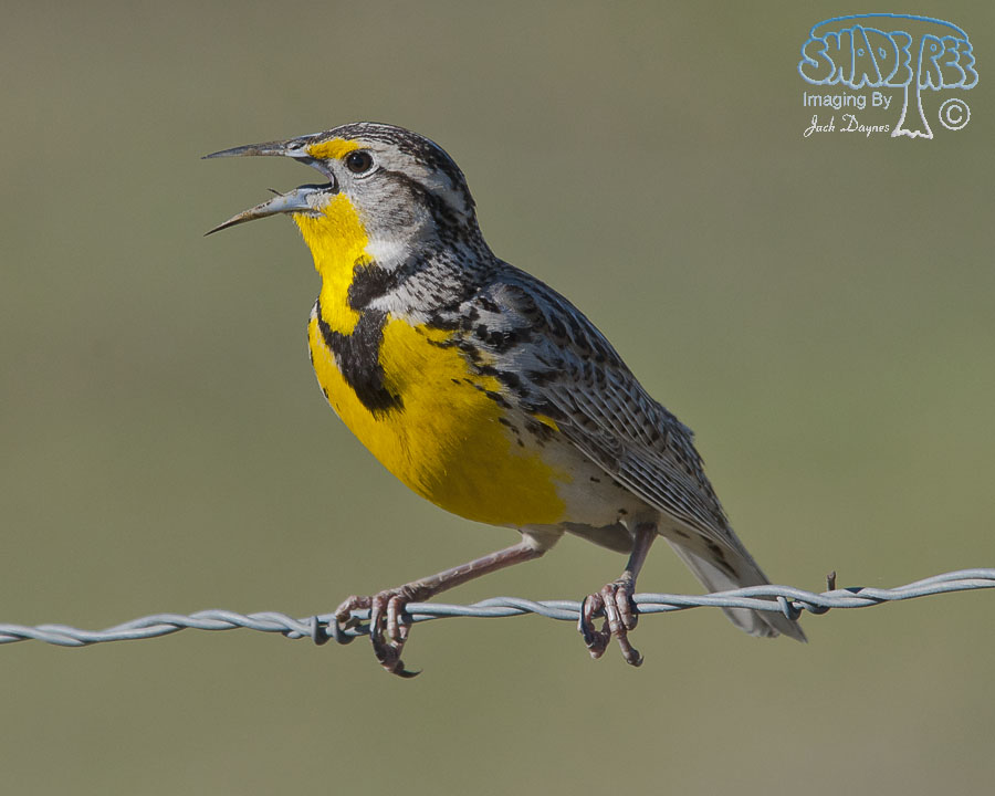 Western Meadowlark - Sturnella neglecta