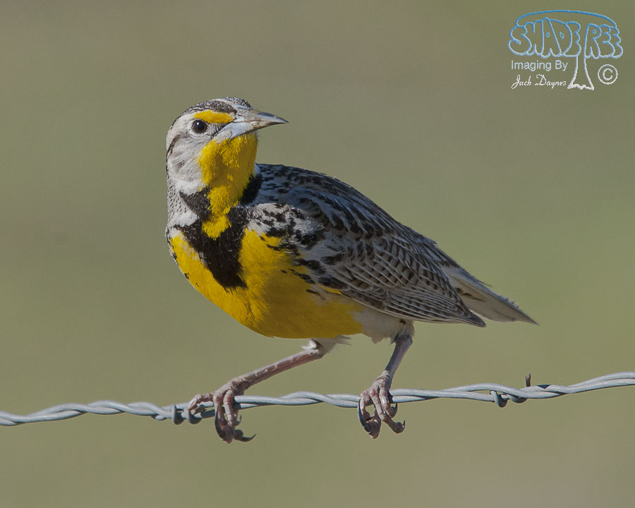 Western Meadowlark - Sturnella neglecta