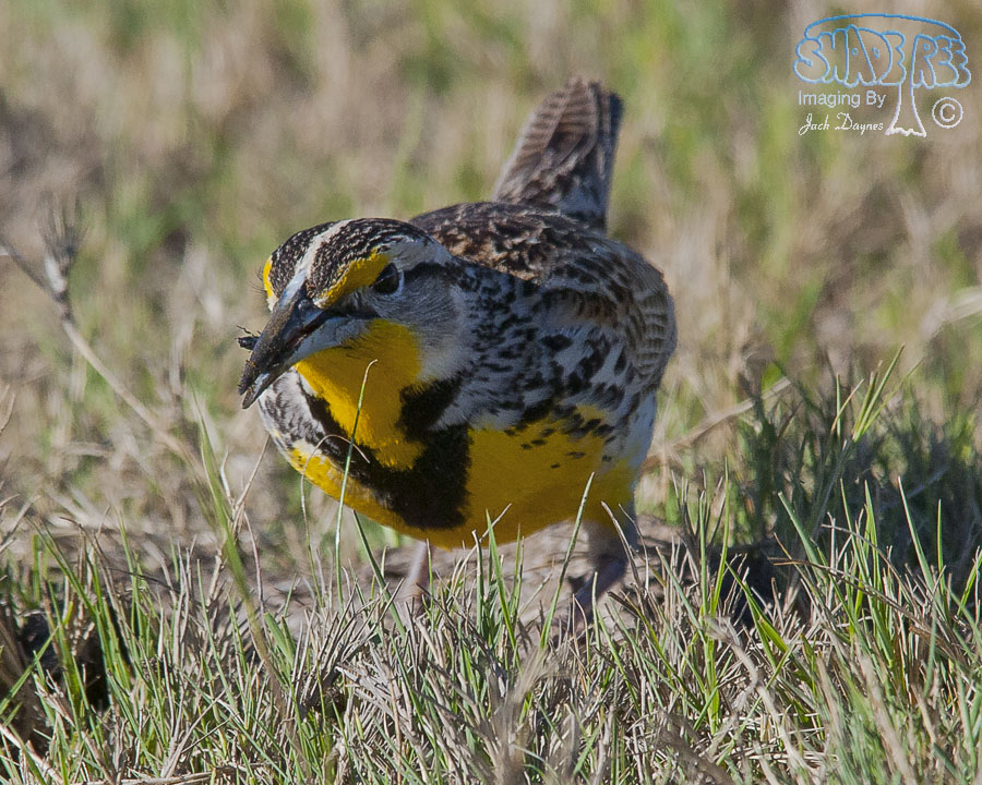 Western Meadowlark - Sturnella neglecta