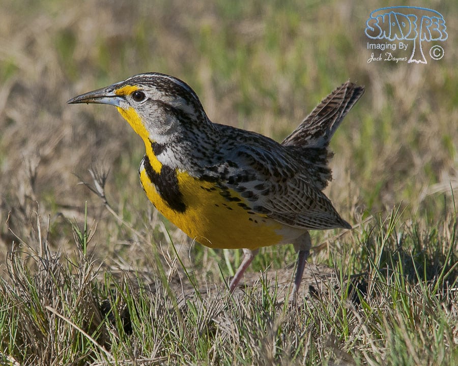 Western Meadowlark - Sturnella neglecta