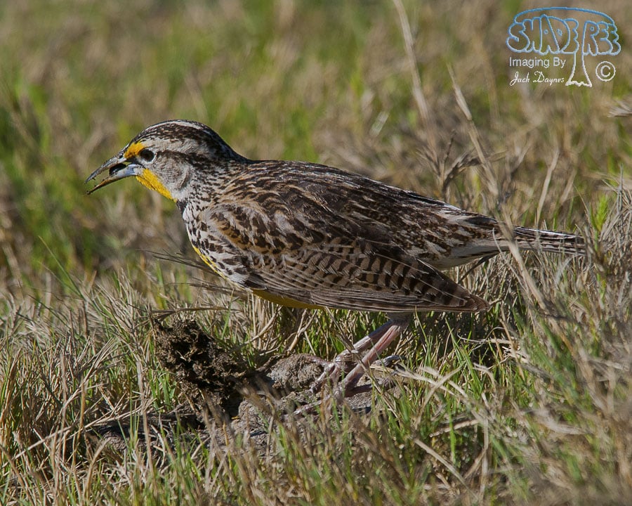 Western Meadowlark - Sturnella neglecta