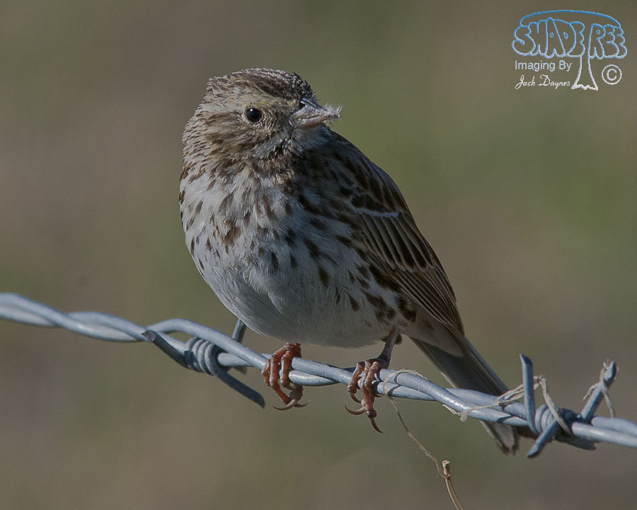 Vesper Sparrow - Pooecetes gramineus