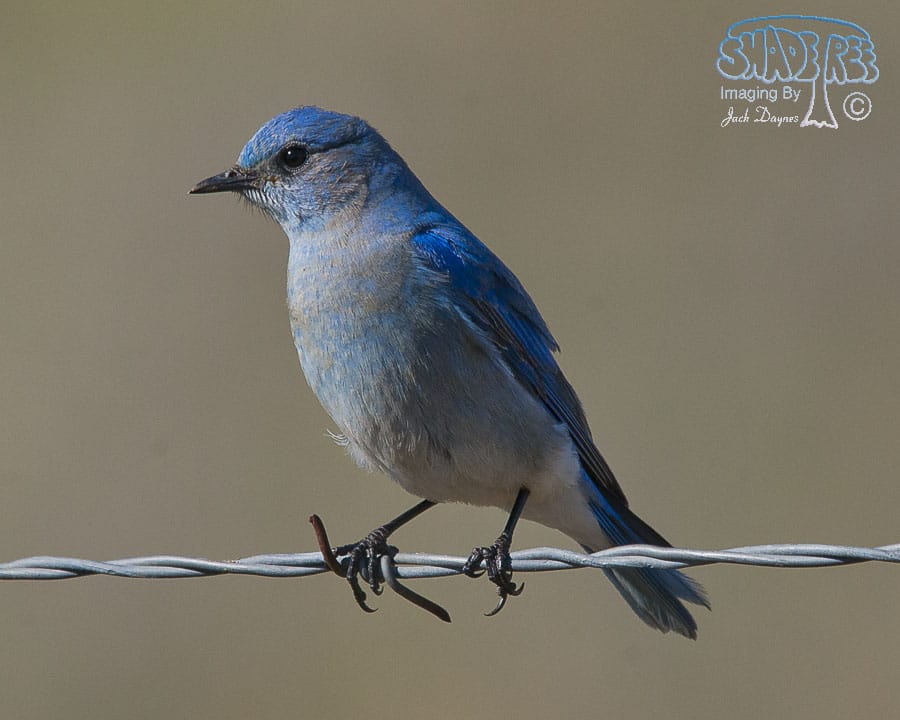 Mountain Bluebird - Sialia currucoides