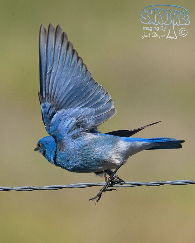 Mountain Bluebird - Sialia currucoides