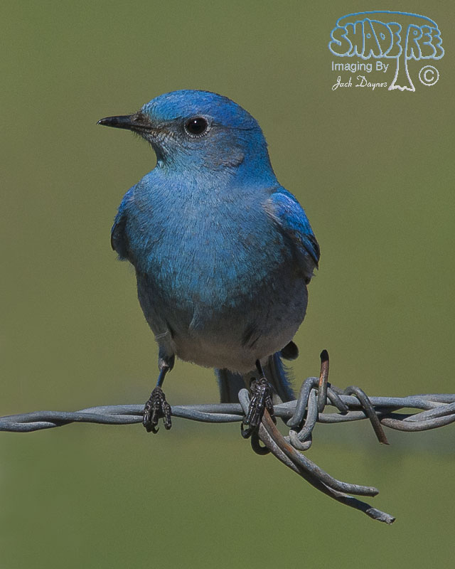 Mountain Bluebird - Sialia currucoides
