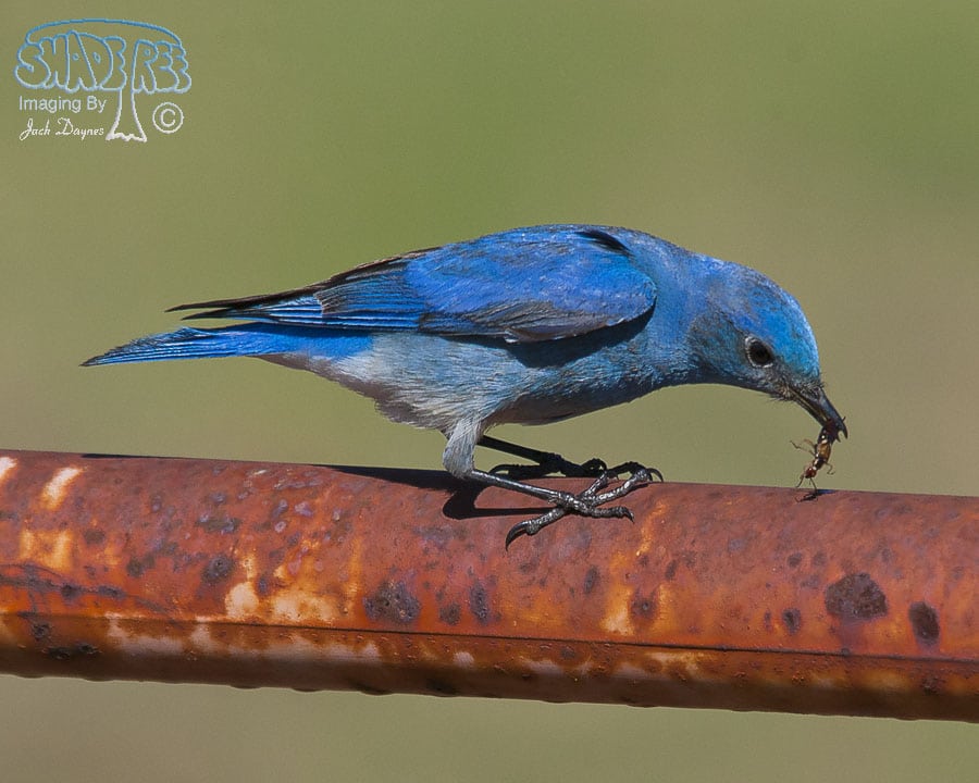 Mountain Bluebird - Sialia currucoides