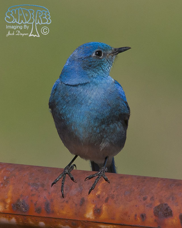 Mountain Bluebird - Sialia currucoides