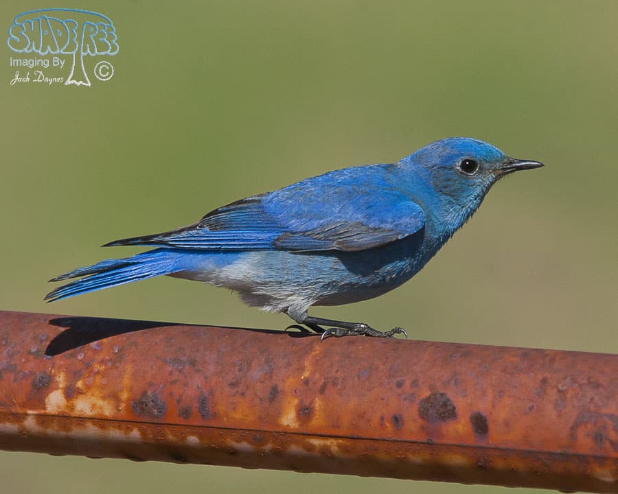 Mountain Bluebird - Sialia currucoides