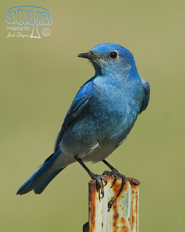 Mountain Bluebird - Sialia currucoides
