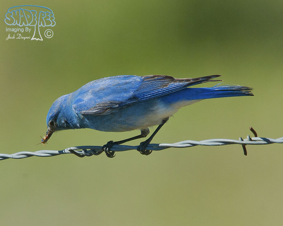 Mountain Bluebird - Sialia currucoides
